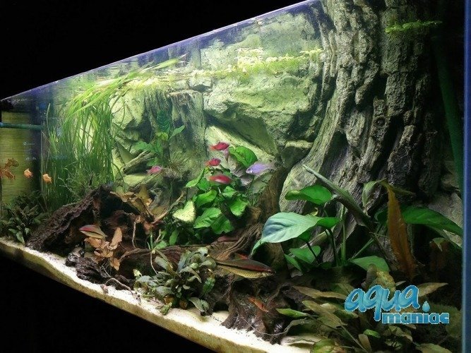 3D Background Root  113x54cm cm to fit Aqua Oak 230 Aquarium