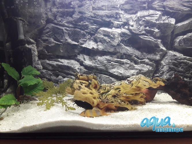 Fluval Roma 125 grey rock background 77x42cm 1 section