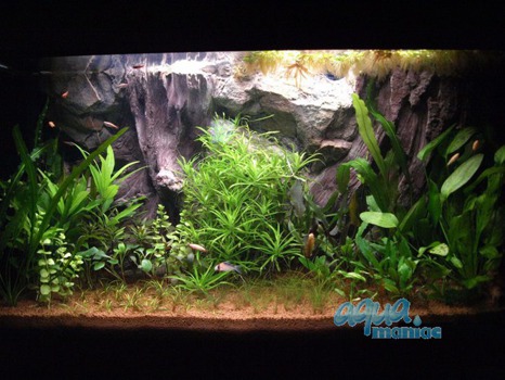 Fluval Roma 125 root background 77x42cm 1 section
